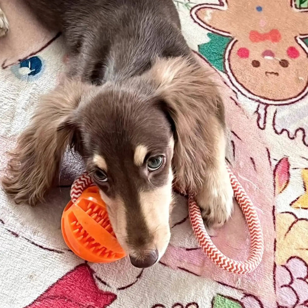 Dog chewing the rope tug toy with treat ball