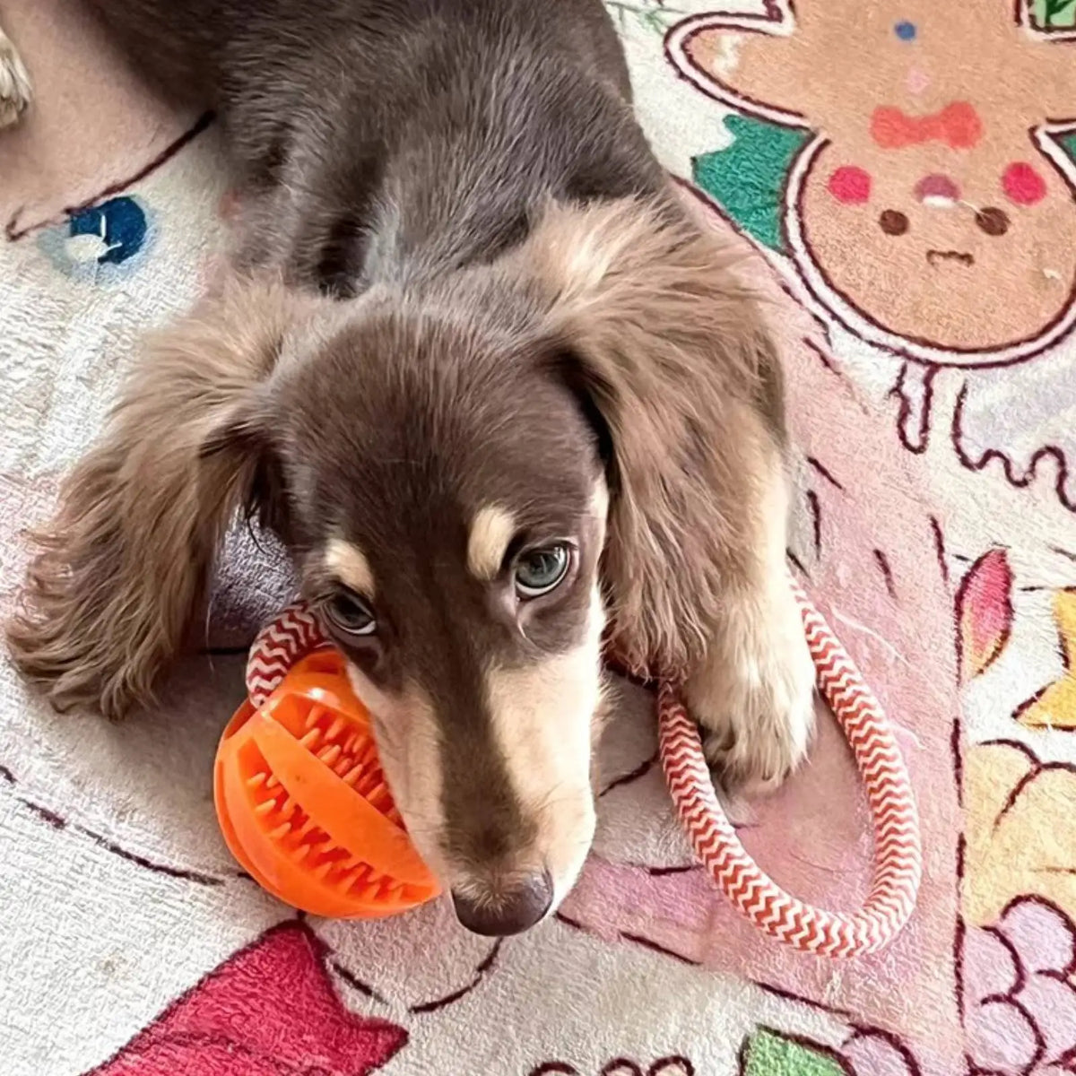 Dog chewing the rope tug toy with treat ball
