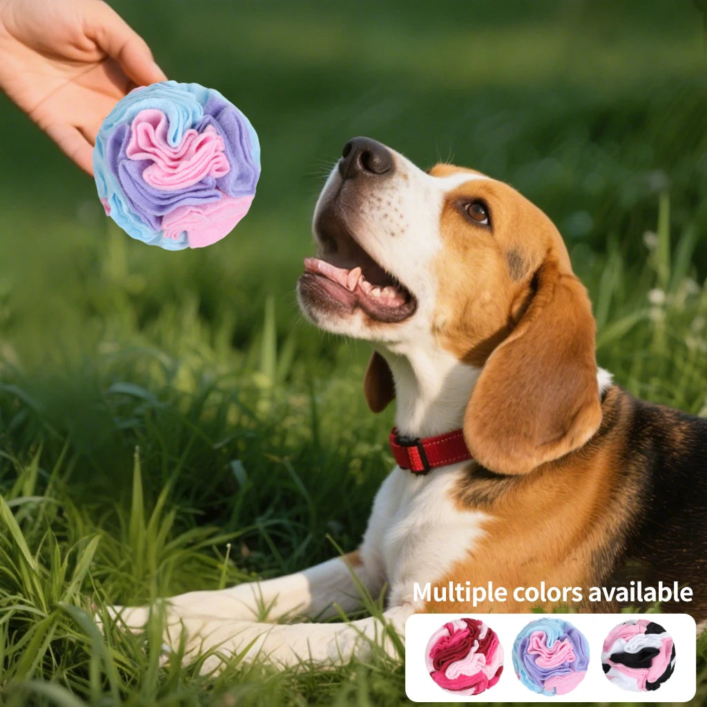 Beagle looking up at a pink snuffle ball