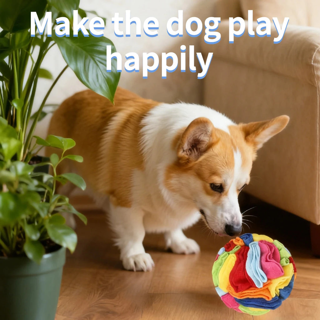 Corgi nosing a rainbow snuffle ball on a wood floor